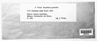 Uromyces lineolatus image